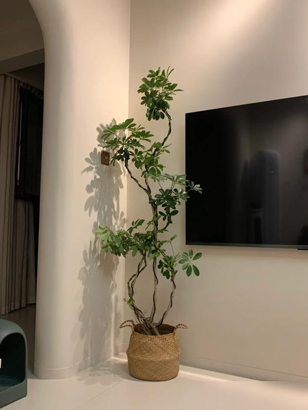 联富配资 客厅有树，十有九富！这7种树养客厅，一树成景，太绝了